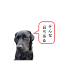 ellie ＆ roy（個別スタンプ：14）