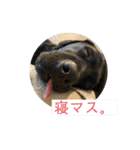 ellie ＆ roy（個別スタンプ：16）