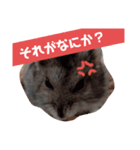 まめちゃんの幸せな毎日（個別スタンプ：1）