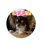 犬三昧ver20（個別スタンプ：1）