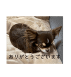 犬三昧ver20（個別スタンプ：2）