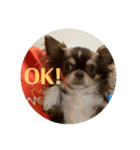 犬三昧ver20（個別スタンプ：4）