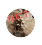 犬三昧ver20（個別スタンプ：6）