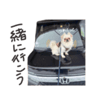 しずき様スタンプ（個別スタンプ：13）