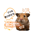 ハム子ですyo（個別スタンプ：9）