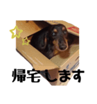 どん太君のスタンプ（個別スタンプ：8）