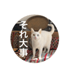 とらねことしろねこの日常系スタンプ3（個別スタンプ：1）