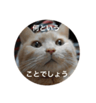 とらねことしろねこの日常系スタンプ3（個別スタンプ：2）