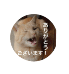 とらねことしろねこの日常系スタンプ3（個別スタンプ：4）