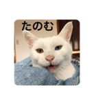 とらねことしろねこの日常系スタンプ3（個別スタンプ：5）