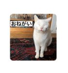とらねことしろねこの日常系スタンプ3（個別スタンプ：6）