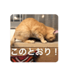 とらねことしろねこの日常系スタンプ3（個別スタンプ：7）
