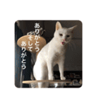 とらねことしろねこの日常系スタンプ3（個別スタンプ：8）