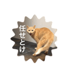 とらねことしろねこの日常系スタンプ3（個別スタンプ：9）