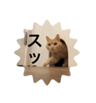 とらねことしろねこの日常系スタンプ3（個別スタンプ：12）