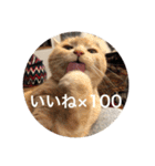 とらねことしろねこの日常系スタンプ3（個別スタンプ：13）