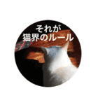 とらねことしろねこの日常系スタンプ3（個別スタンプ：14）