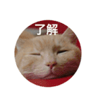 とらねことしろねこの日常系スタンプ3（個別スタンプ：15）