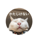 とらねことしろねこの日常系スタンプ3（個別スタンプ：16）