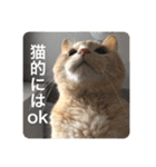とらねことしろねこの日常系スタンプ3（個別スタンプ：17）