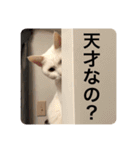 とらねことしろねこの日常系スタンプ3（個別スタンプ：18）