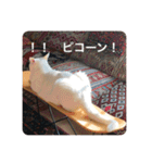 とらねことしろねこの日常系スタンプ3（個別スタンプ：19）