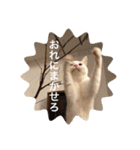 とらねことしろねこの日常系スタンプ3（個別スタンプ：21）