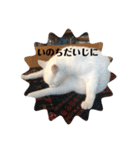 とらねことしろねこの日常系スタンプ3（個別スタンプ：23）