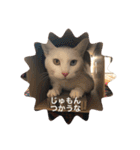 とらねことしろねこの日常系スタンプ3（個別スタンプ：24）