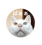 とらねことしろねこの日常系スタンプ3（個別スタンプ：25）