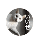 とらねことしろねこの日常系スタンプ3（個別スタンプ：26）