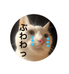 とらねことしろねこの日常系スタンプ3（個別スタンプ：27）