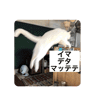 とらねことしろねこの日常系スタンプ3（個別スタンプ：29）