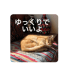 とらねことしろねこの日常系スタンプ3（個別スタンプ：30）