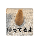 とらねことしろねこの日常系スタンプ3（個別スタンプ：31）
