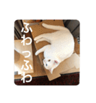 とらねことしろねこの日常系スタンプ3（個別スタンプ：32）
