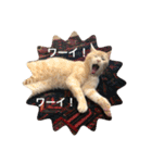 とらねことしろねこの日常系スタンプ3（個別スタンプ：33）