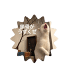 とらねことしろねこの日常系スタンプ3（個別スタンプ：35）
