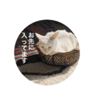 とらねことしろねこの日常系スタンプ3（個別スタンプ：37）