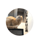 とらねことしろねこの日常系スタンプ3（個別スタンプ：38）