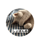とらねことしろねこの日常系スタンプ3（個別スタンプ：40）