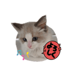 LoveJohnny（個別スタンプ：2）