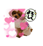 うちの可愛い♡そらくんꉂꉂ( ˊᵕˋ )（個別スタンプ：11）