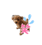うちの可愛い♡そらくんꉂꉂ( ˊᵕˋ )（個別スタンプ：16）