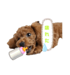 うちの可愛い♡そらくんꉂꉂ( ˊᵕˋ )（個別スタンプ：22）