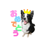 ボーダーコリーのルクシャイ（個別スタンプ：12）