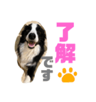 ボーダーコリーのルクシャイ（個別スタンプ：14）