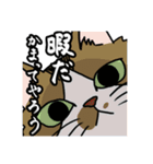 メビたぬむっくん（個別スタンプ：1）