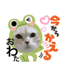 ねこのサスケさん銀次くん（個別スタンプ：2）