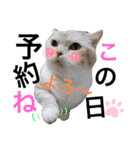 ねこのサスケさん銀次くん（個別スタンプ：3）